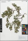 Foto von Salix pyrenaica Gouan